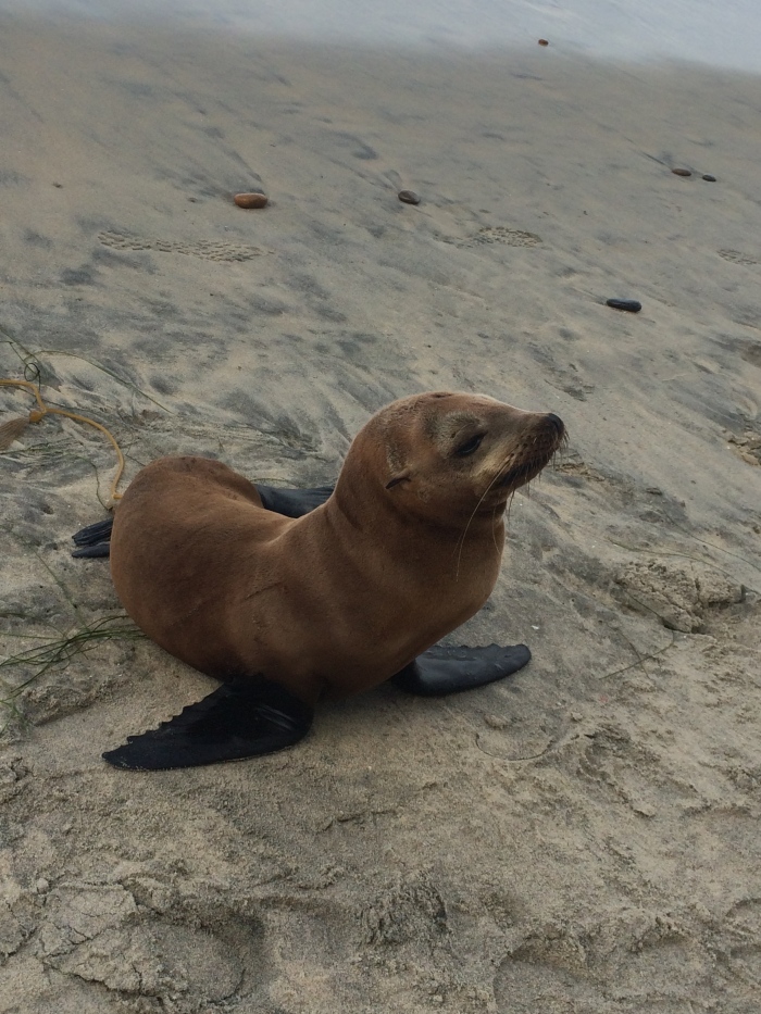 Sea Lion Pup up on the beach